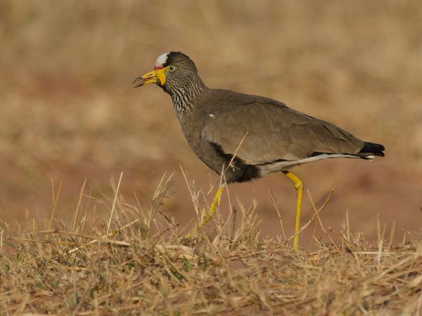 Lelkievit (Vanellus senegallus)